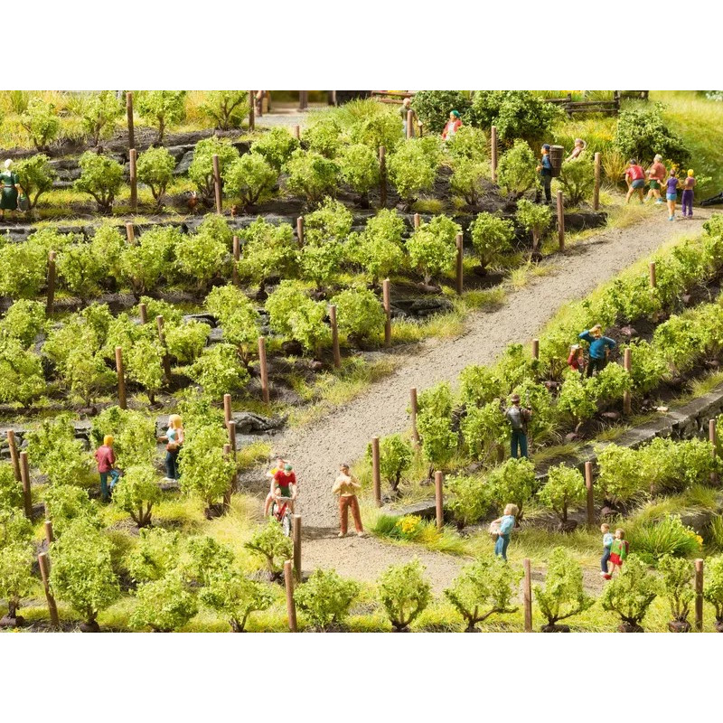 Vines. N-Z. Noch 21545