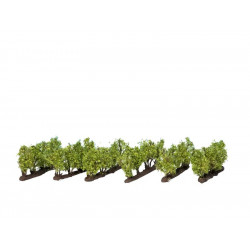 Vines. N-Z. Noch 21545