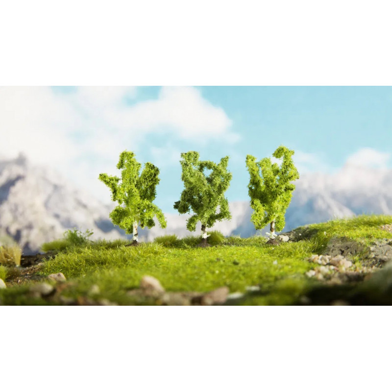 Birch trees. N-Z. Noch 25520