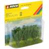 Poplars. N-Z. Noch 25525
