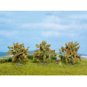Orange trees. N-Z. Noch 25114